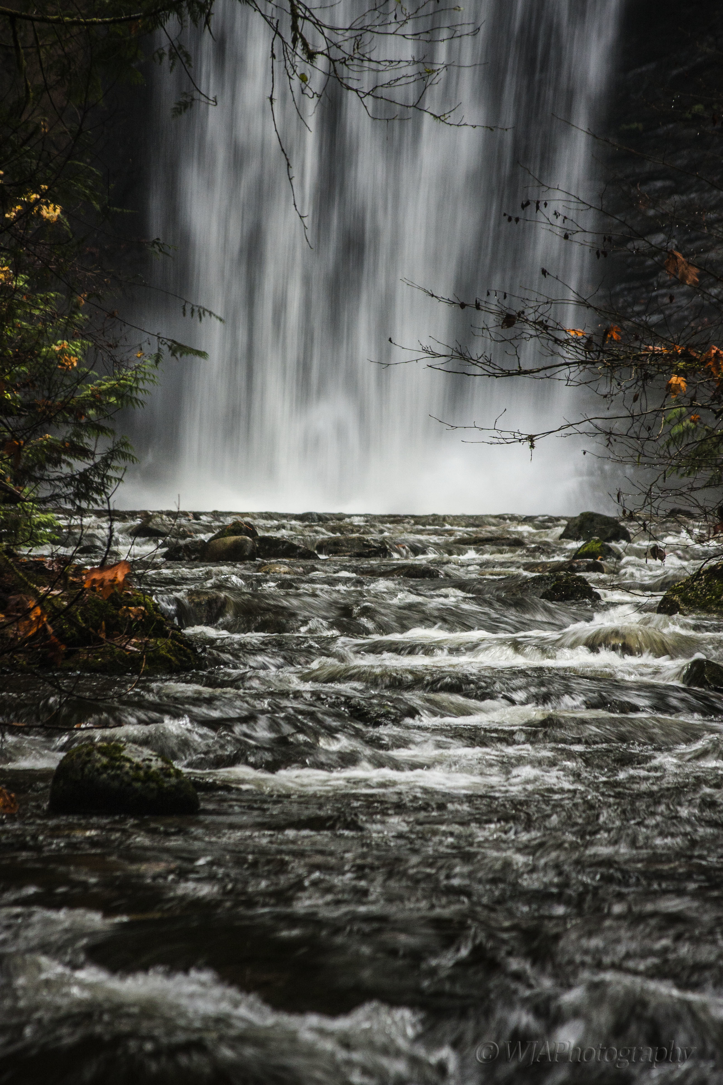 Down came the falls Ammonite.jpg