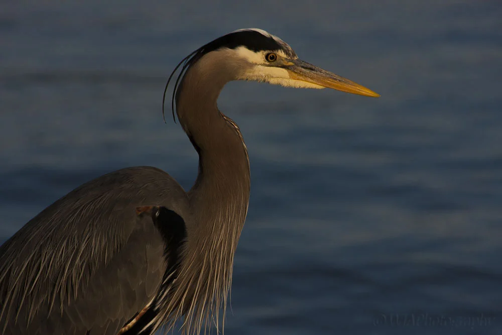 blue heron.jpg