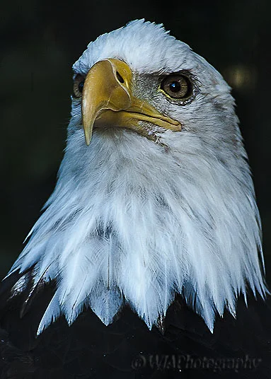 Eagle headshot.jpg