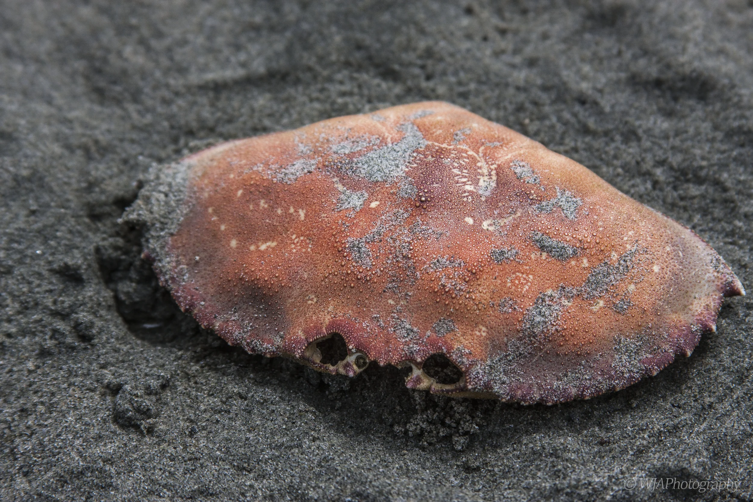 Crab in the Sand.jpg