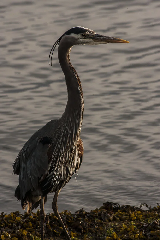 the blue heron.jpg