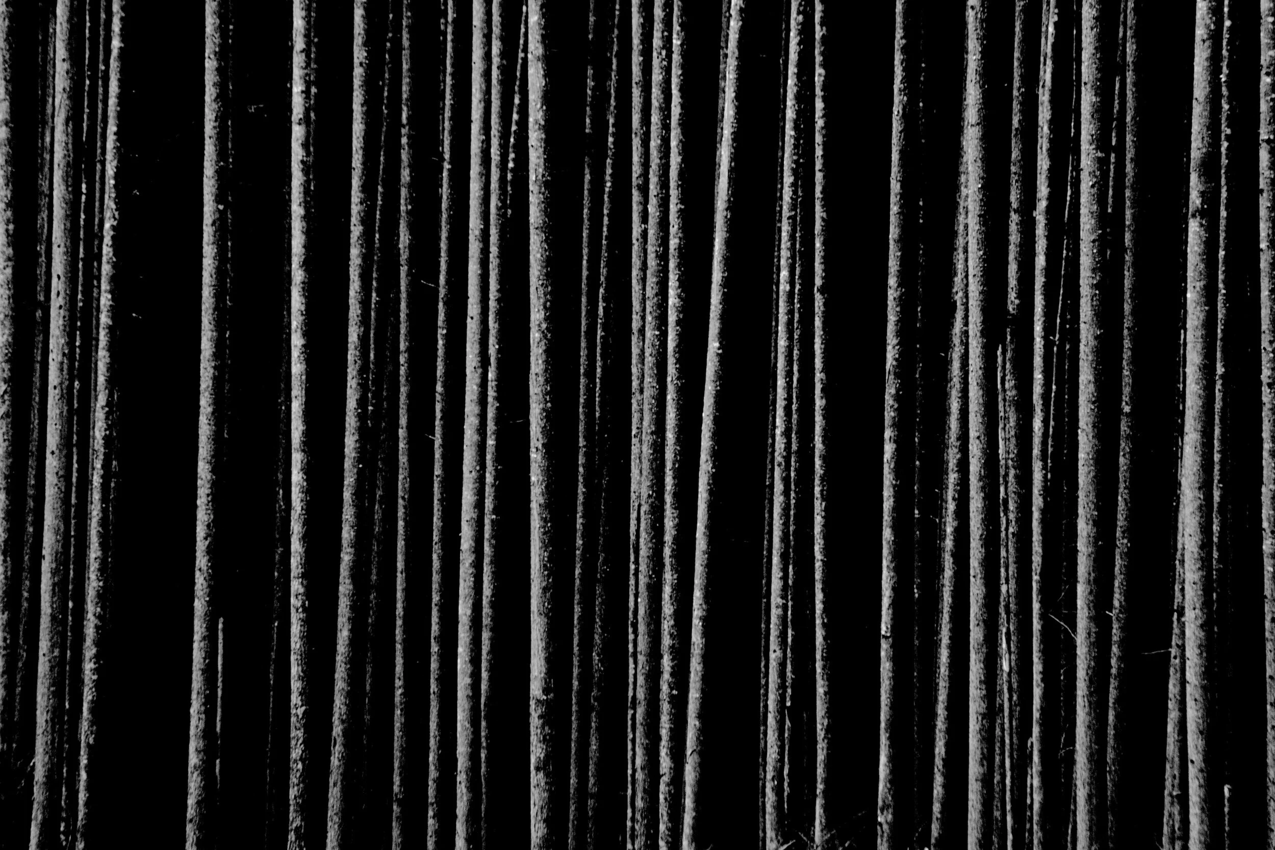 Vertical Trees.jpg
