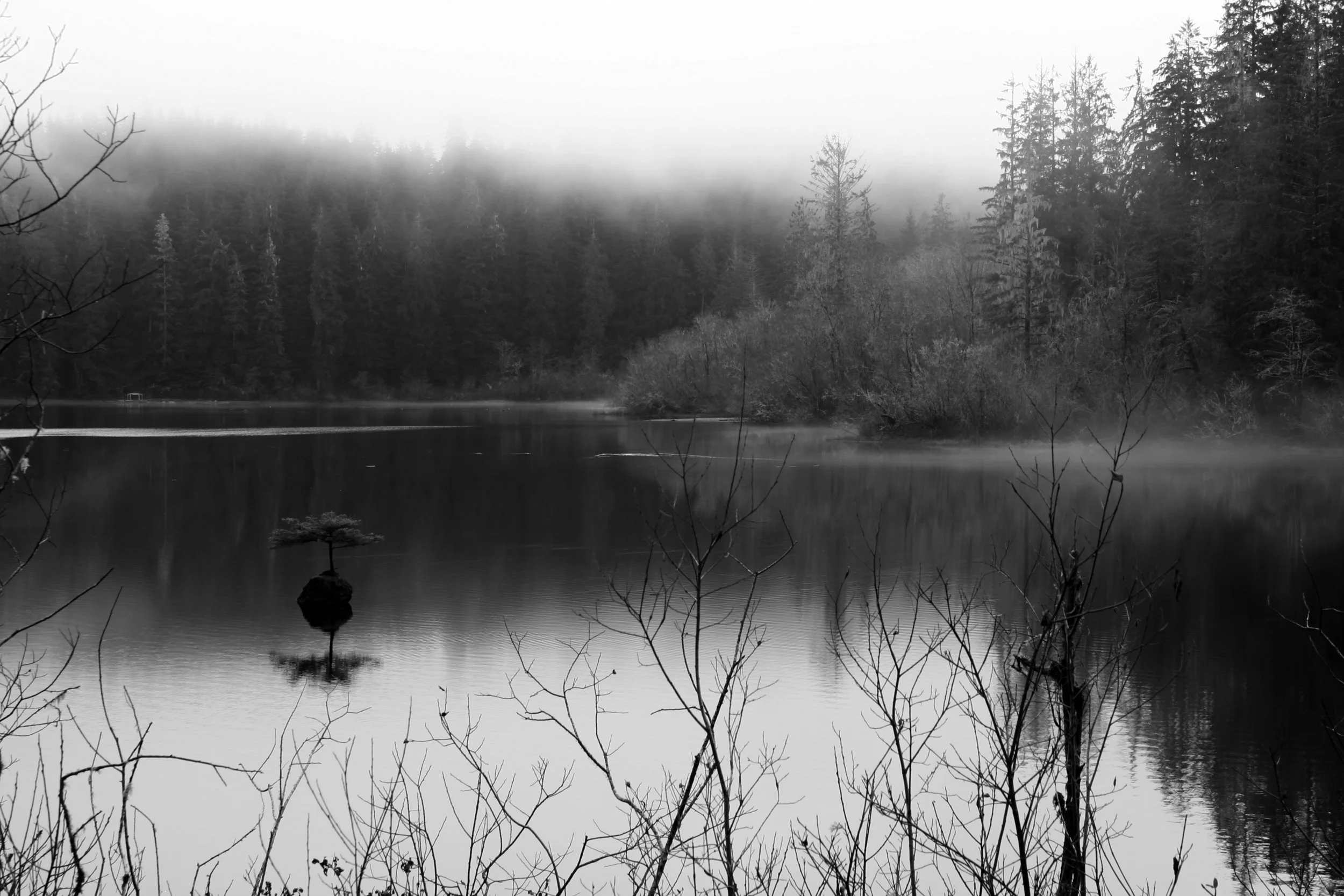 lone tree foggy lake.jpg