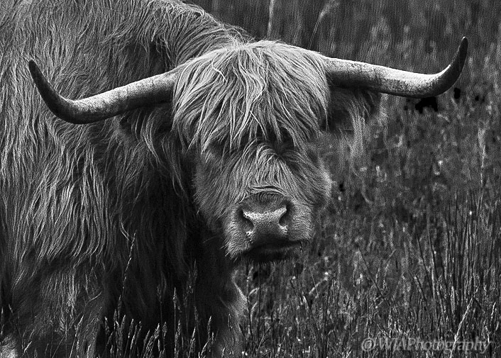 bull.jpg