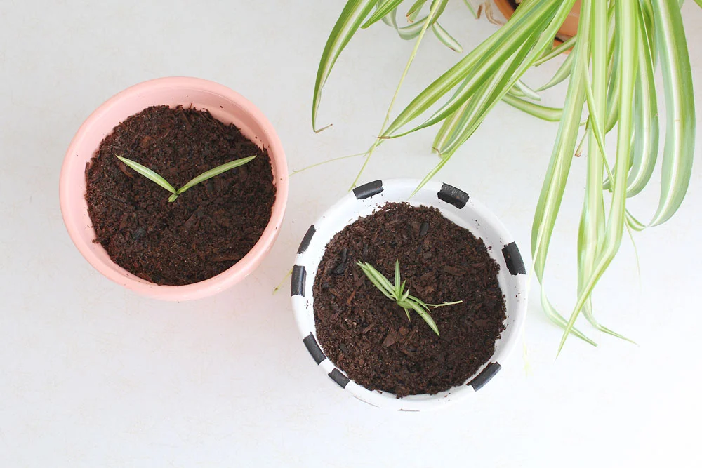 DIY-Painted-Plant-Pots-And-Spiderettes.jpg