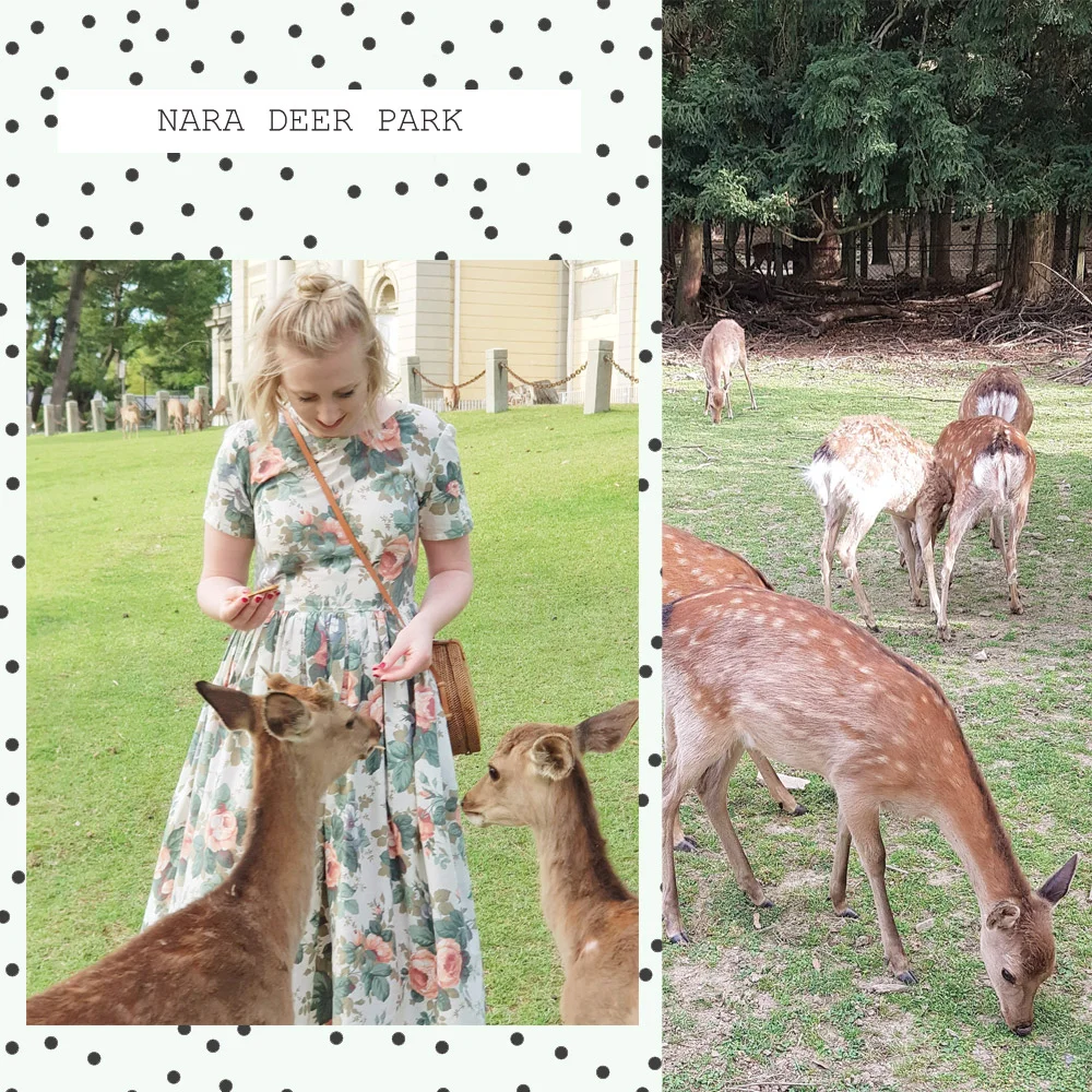 nara-deer-park-kyoto.jpg