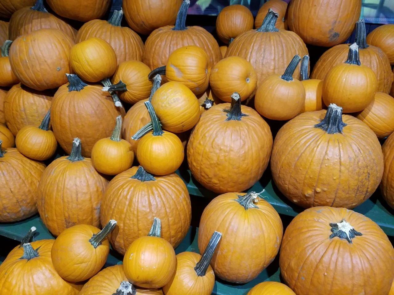 Let's Talk about Pumpkins - Autumn in New York City!