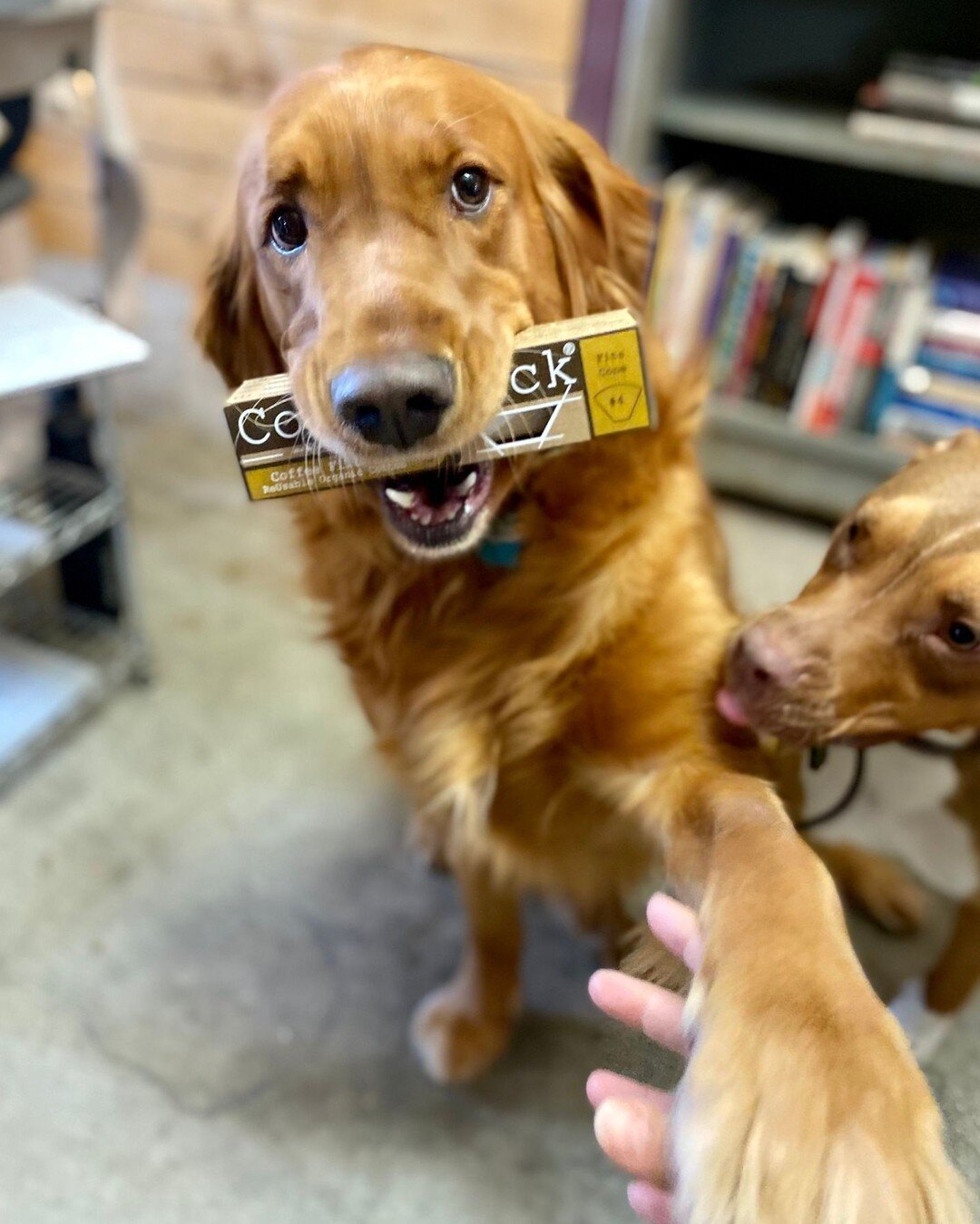 Happy #nationaldogday from Butter's and Ripley! ❤️

They want to remind you that today is the last day to shop our Birthday Sale and get 15% OFF select #coffeesock products! 🎂

Shop now through the 🔗 in our bio.

Or go to: coffeesock.com/corinas-fa