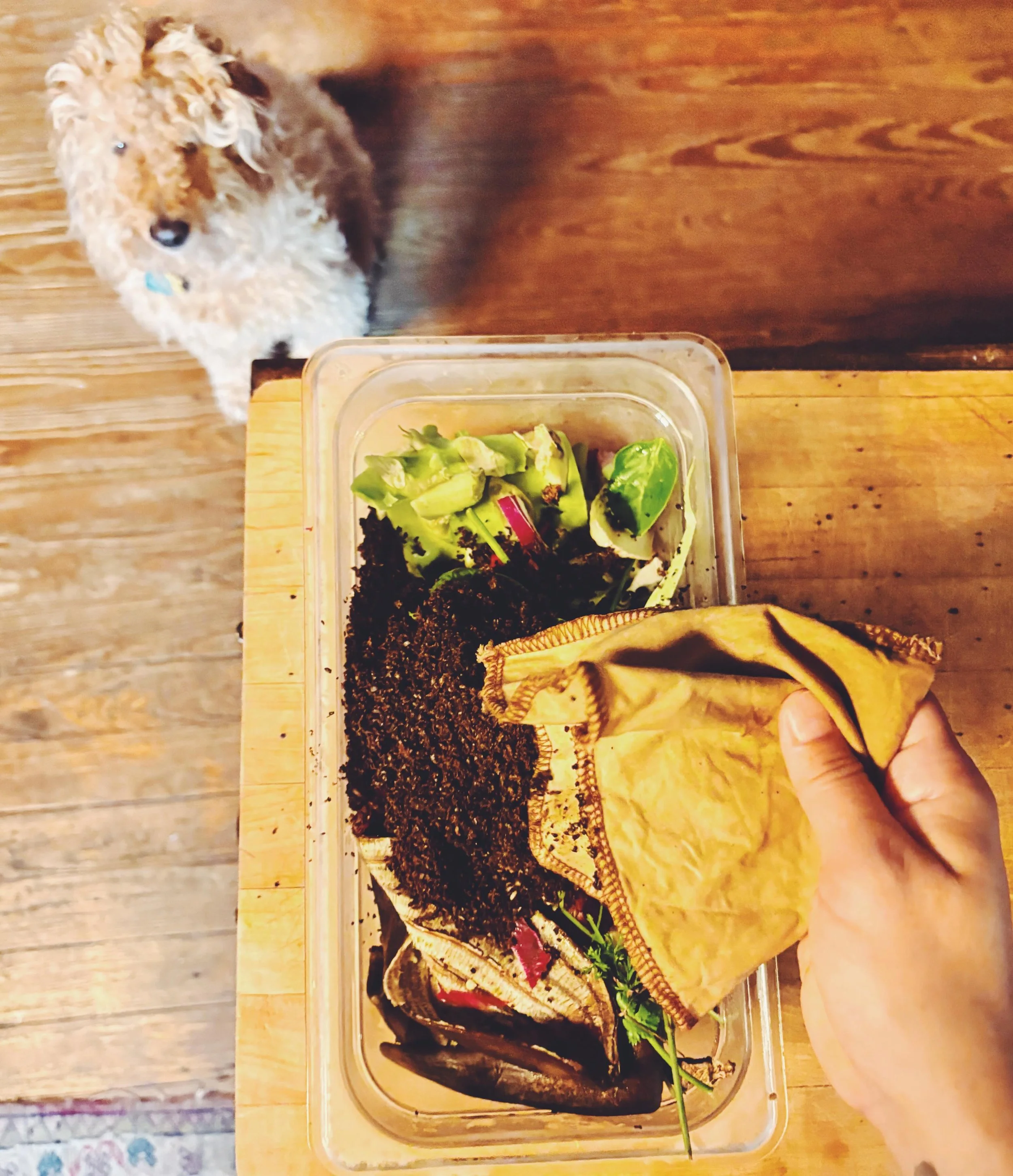 Brew. Compost. Repeat. ☕♻️
One small kitchen habit can turn coffee scraps into garden goodness &mdash; with a little help from your furry friend.

#CoffeeSock #ReusableLiving #CompostTea #SustainableCoffee #GardenInspiration