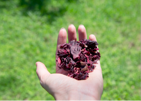 hibiscus leaves.png