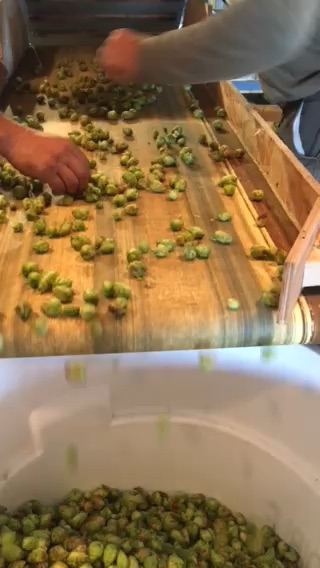 Hop farm sorting.jpg