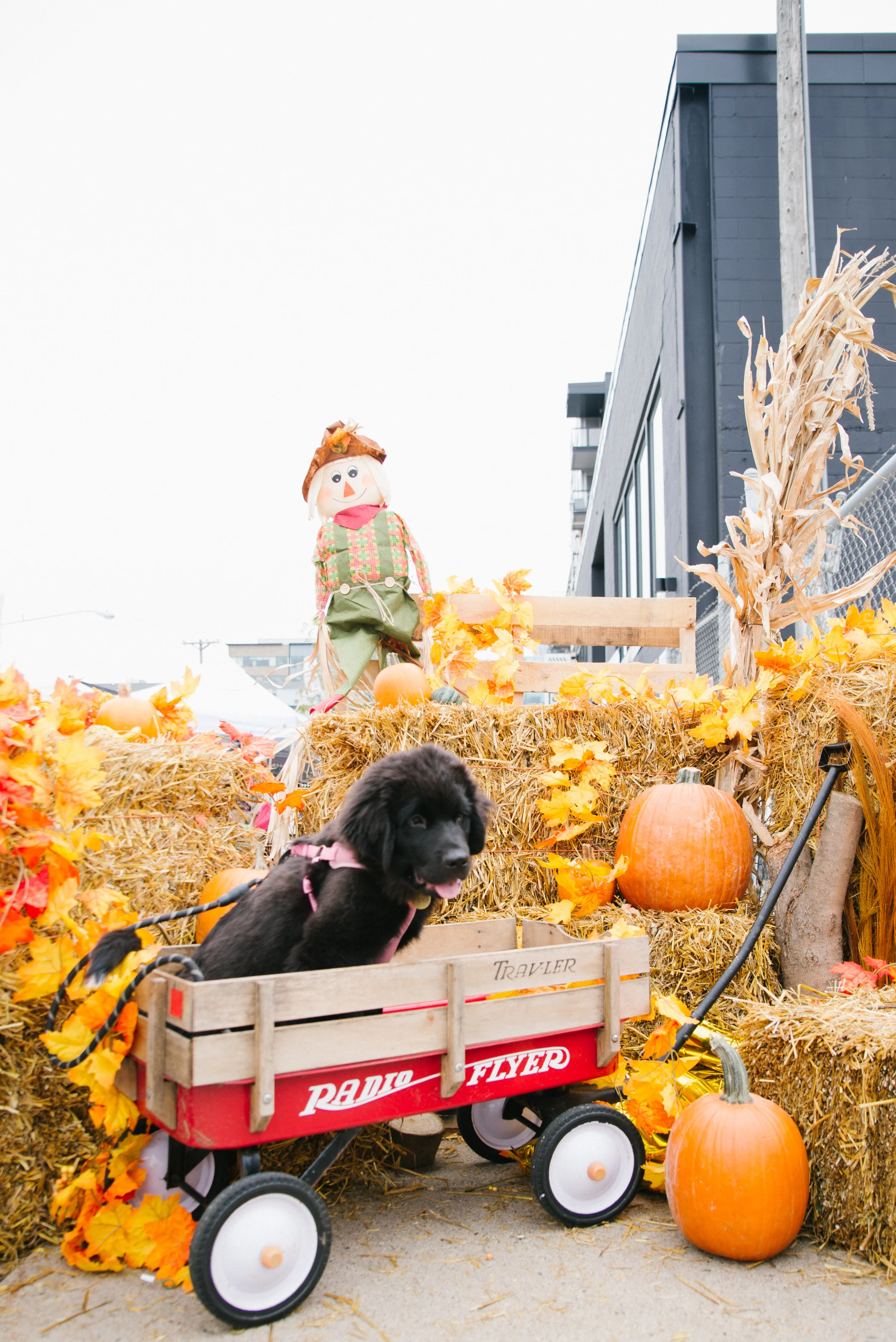 Barktoberfest_2018-1.jpg