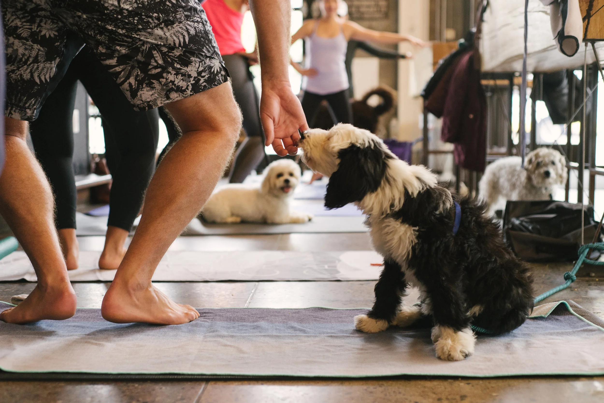 Barre_Barktoberfest_2018-40.jpg