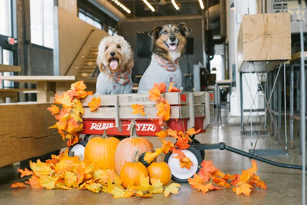 Inbound_Barktoberfest_2018-4.jpg