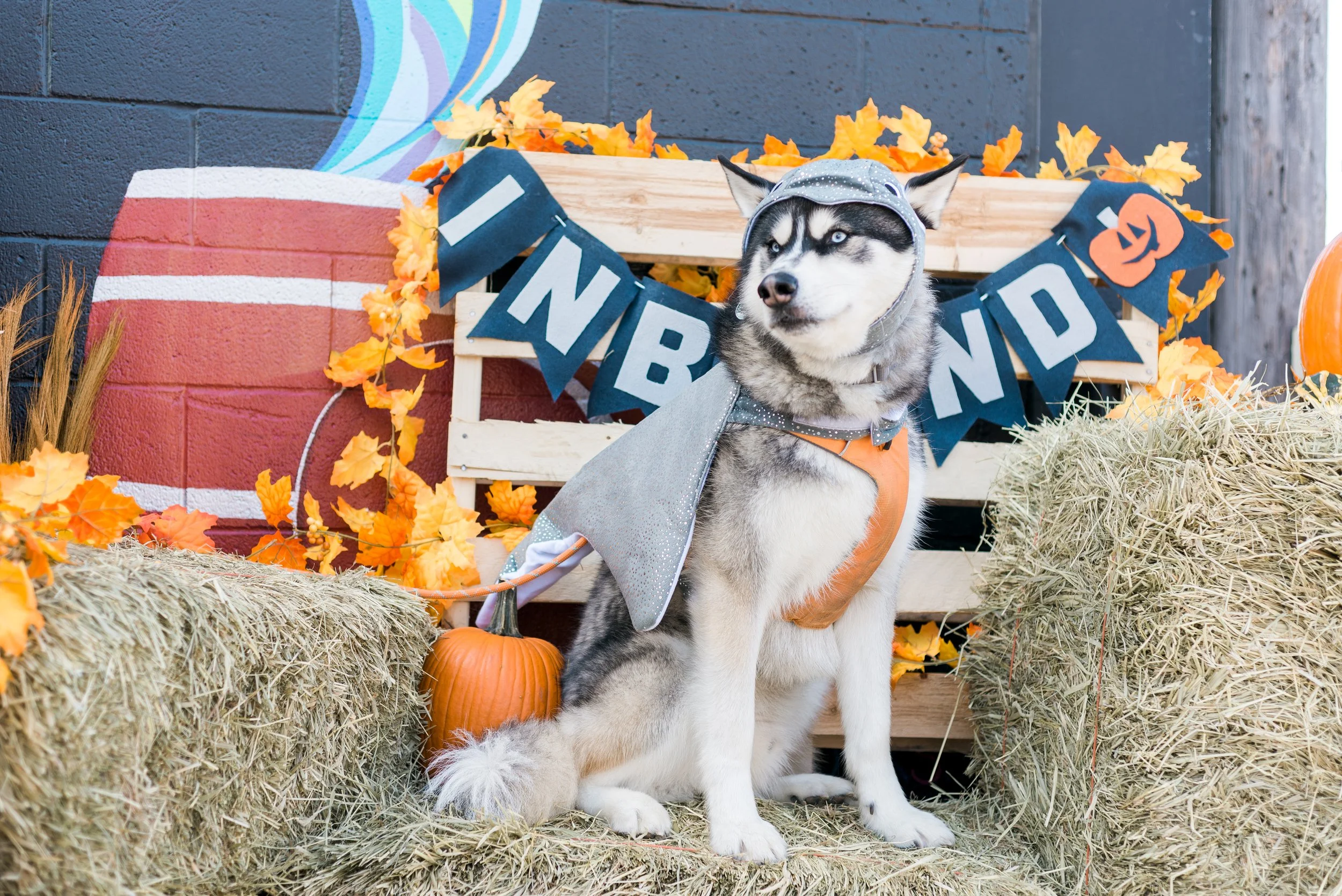 Barktoberfest 2023