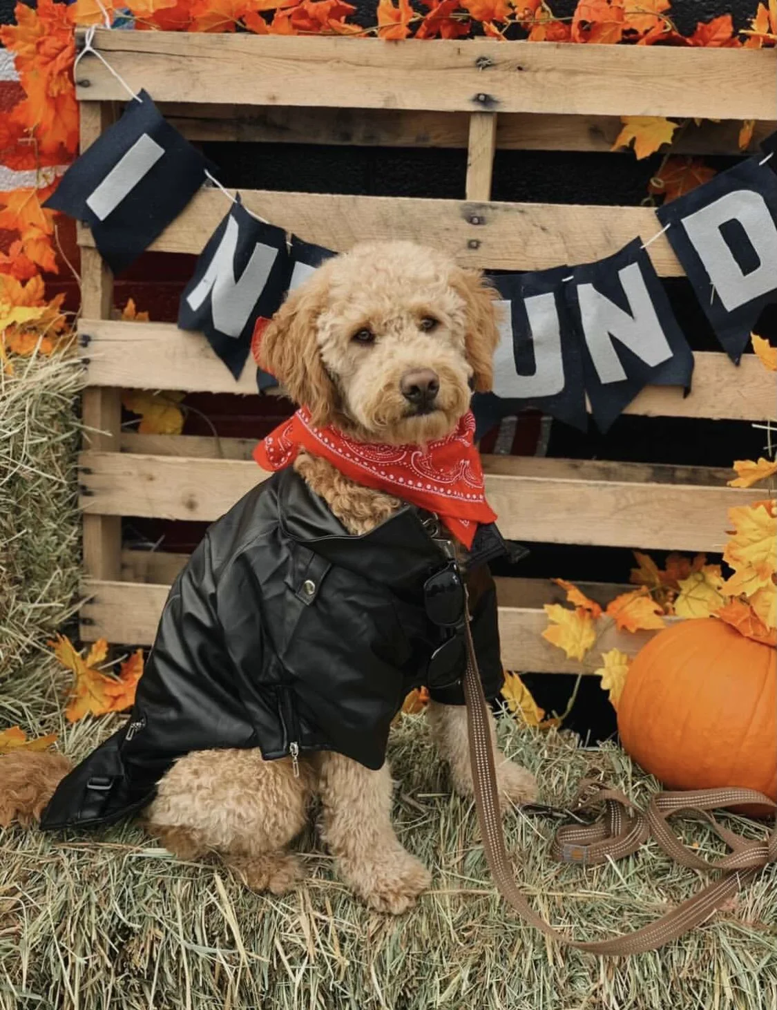 KCM Eggrolls at Barktoberfest!