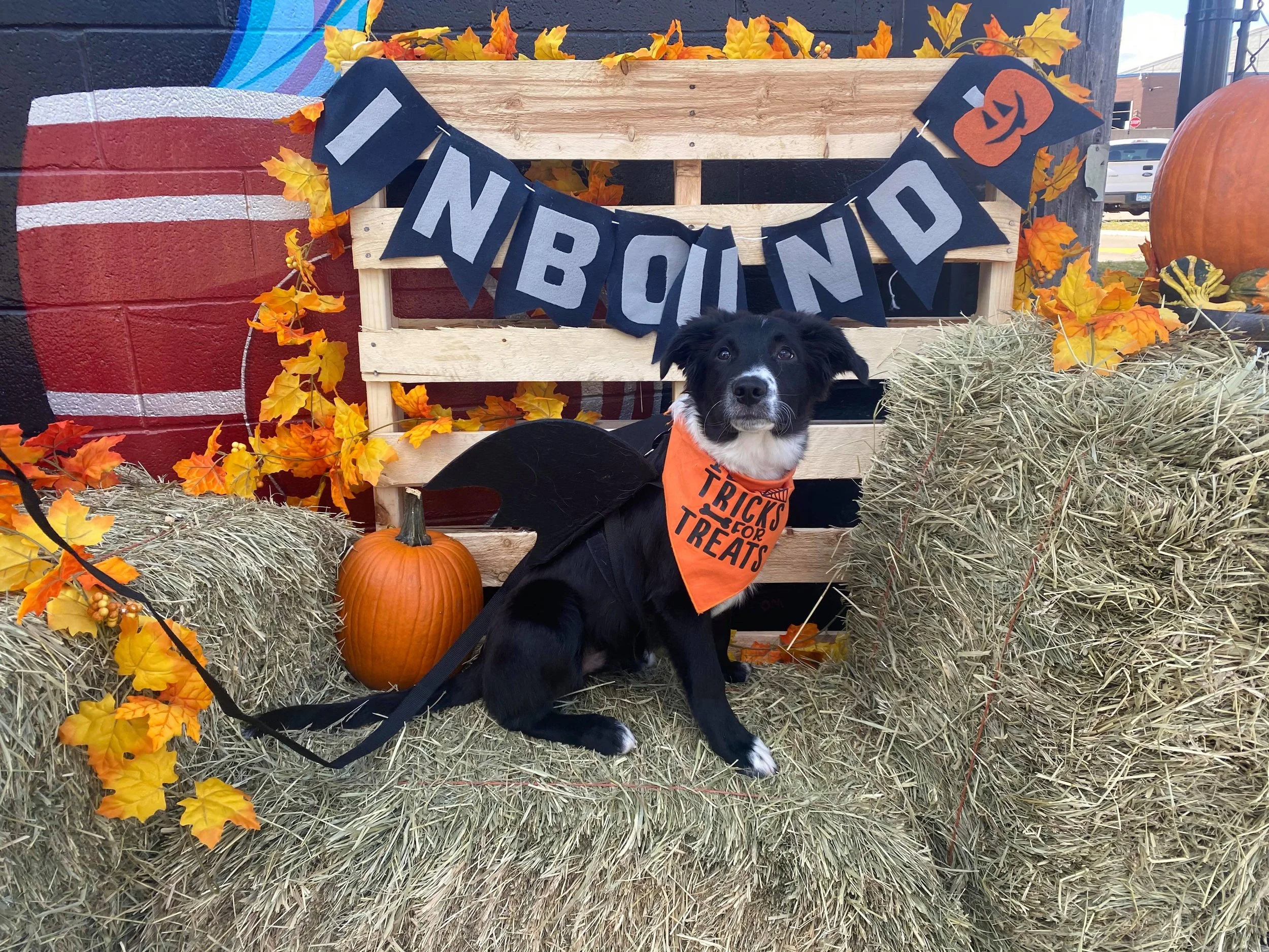 Barktoberfest Season is here!