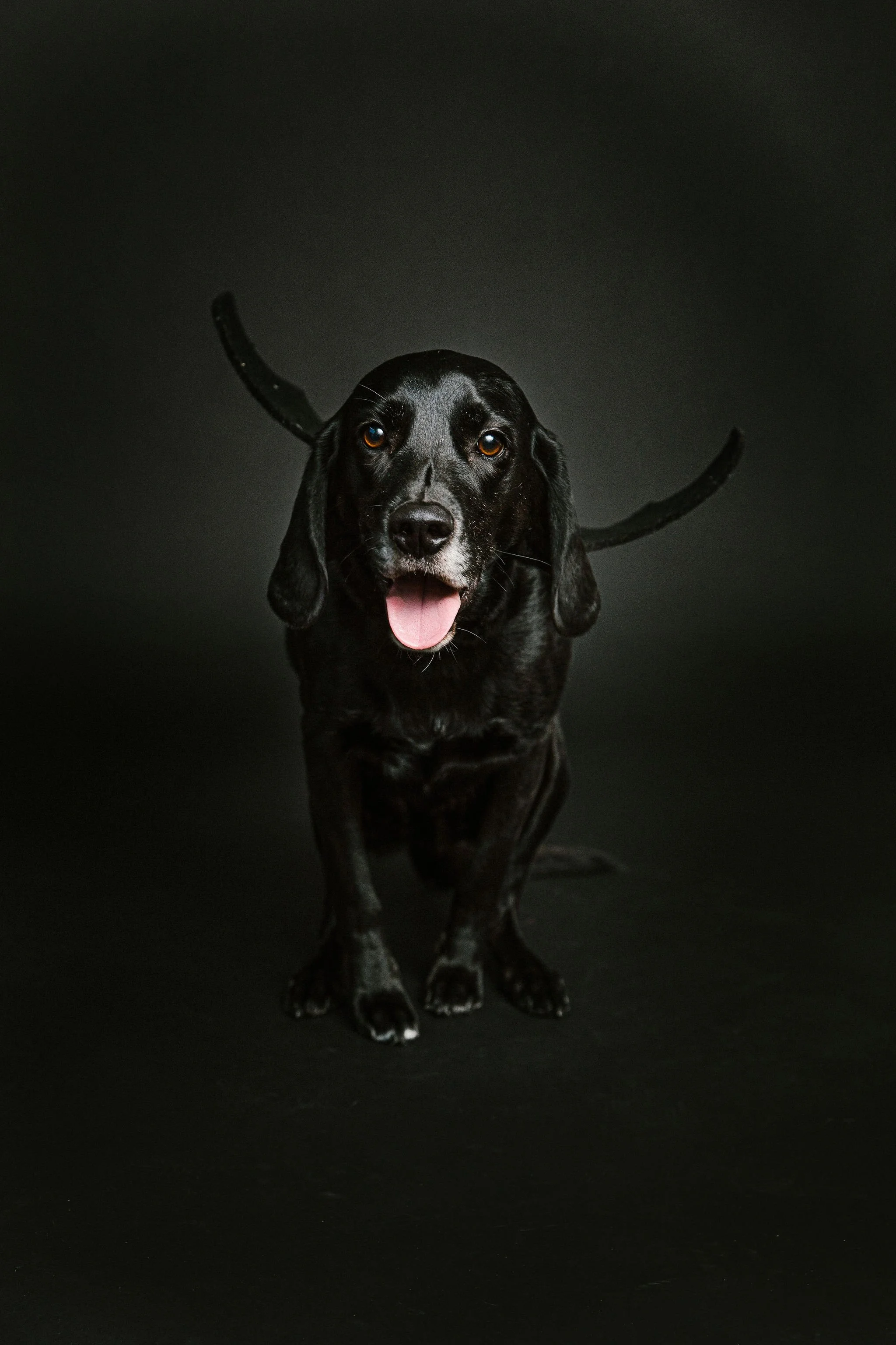 Doggie Picture Day - Spooky edition!