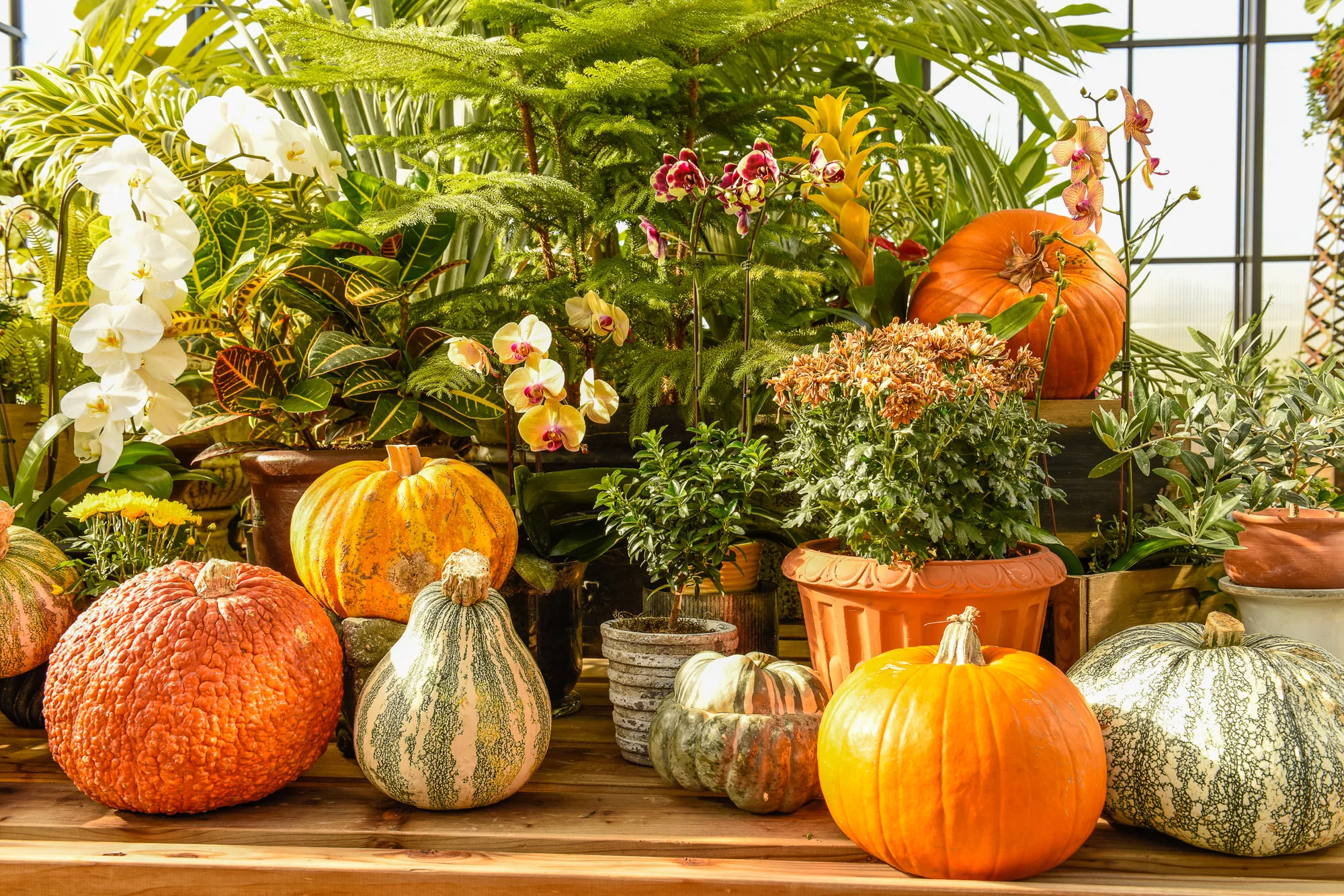 Pumpkin_Glow-04.jpg