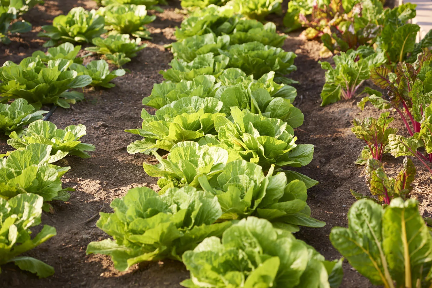 160514_Farm_To_Table_TPB5595.jpg
