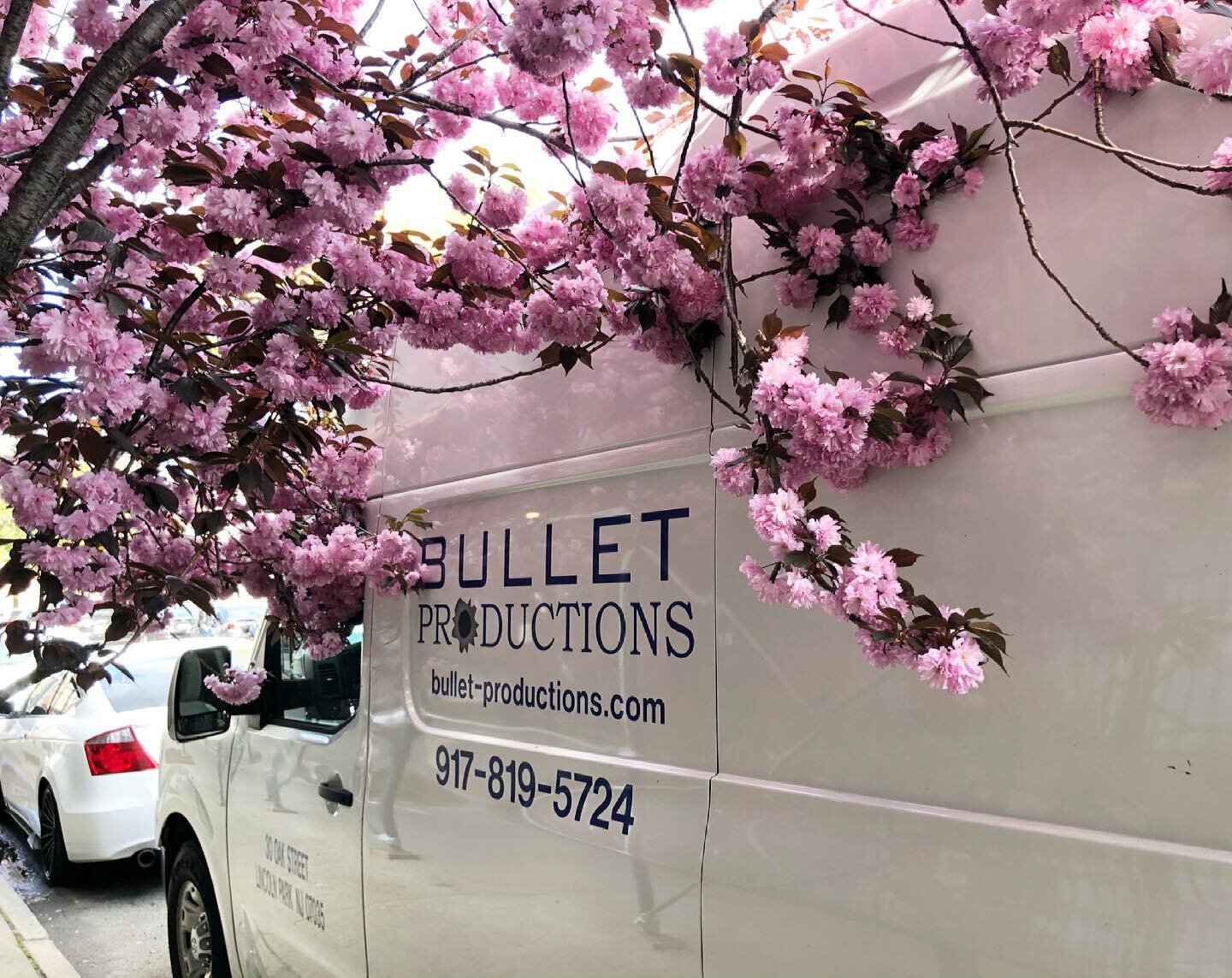 Beautiful cherry blossom 🌸 parking spot 🚙 #cherryblossom