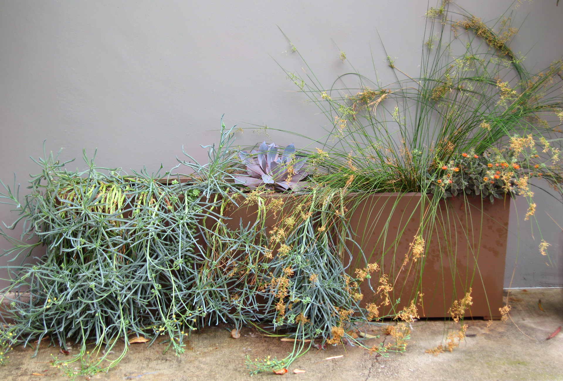 9.Rectangular Succulent Planter.Ketti Kupper.2014.jpg