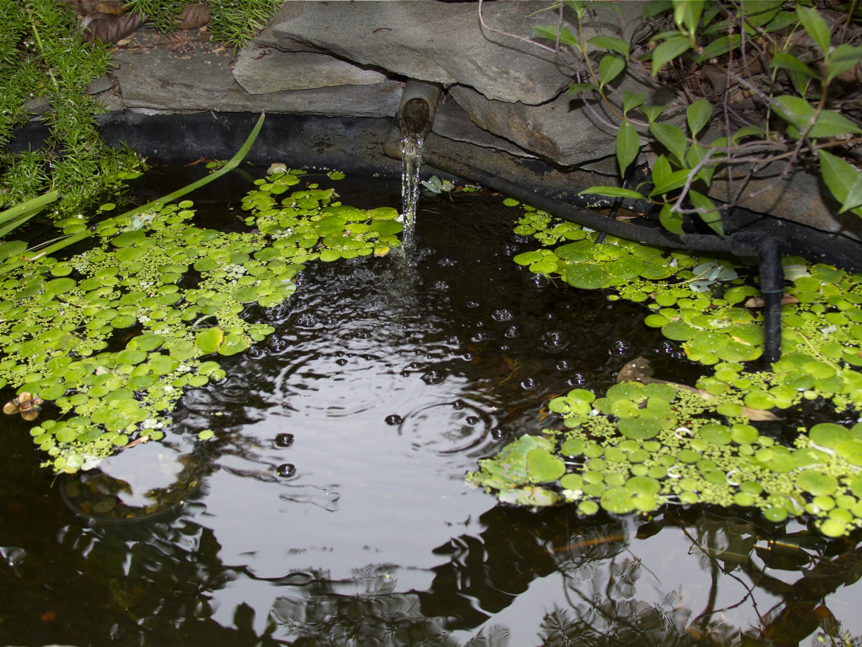 18Pond Duck Weed.Ketti.Kupper.jpg