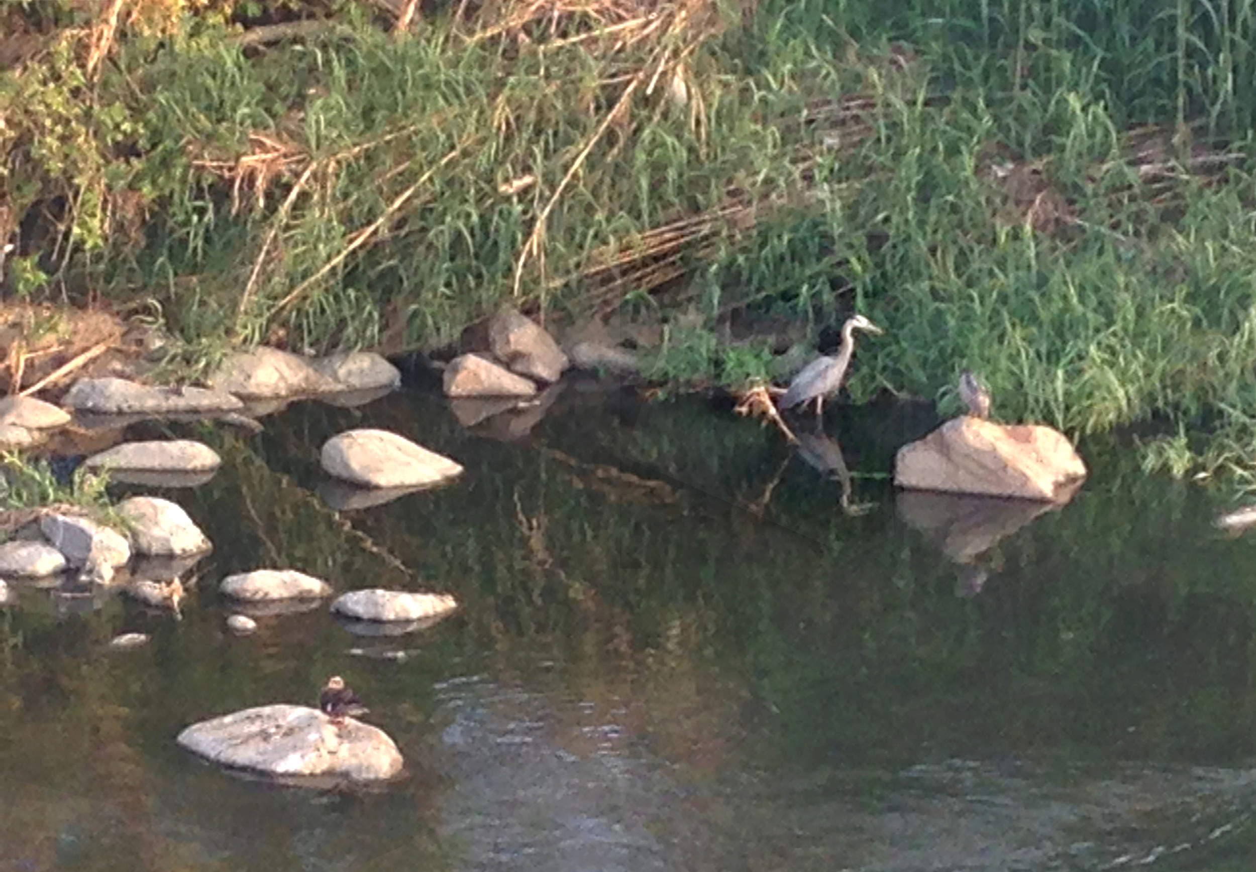 21._.Crane.Los Angeles River.Ketti.Kupper.jpg