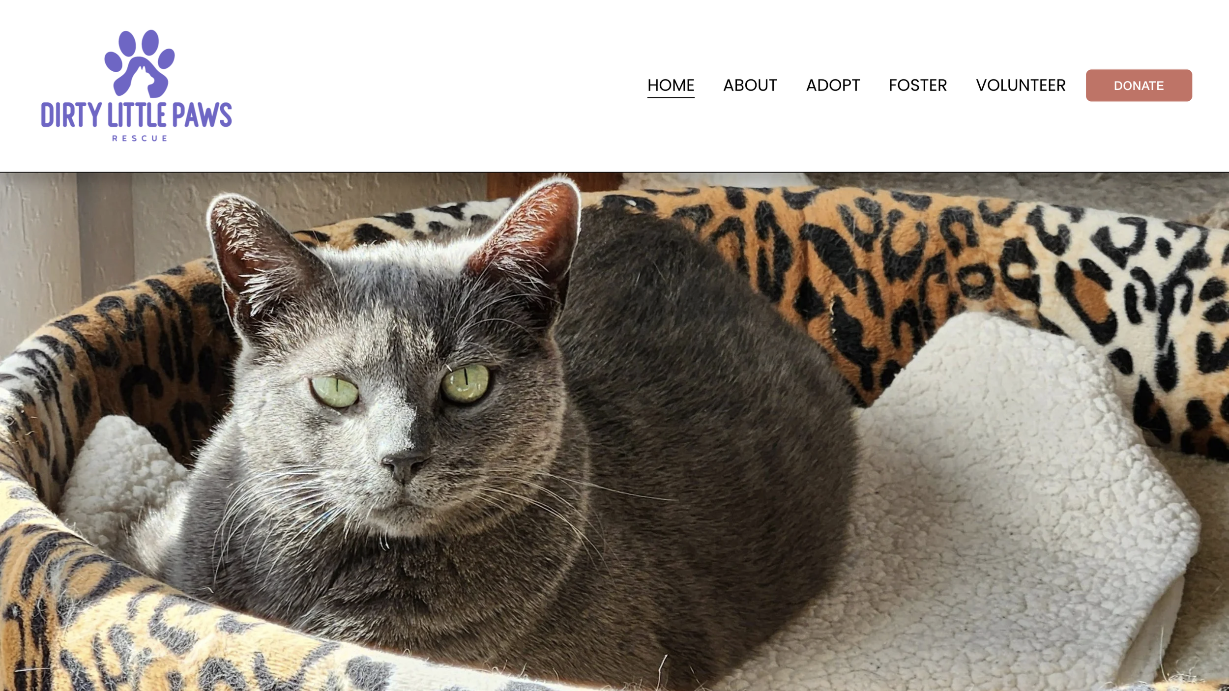 Dirty Little Paws Rescue (Copy)