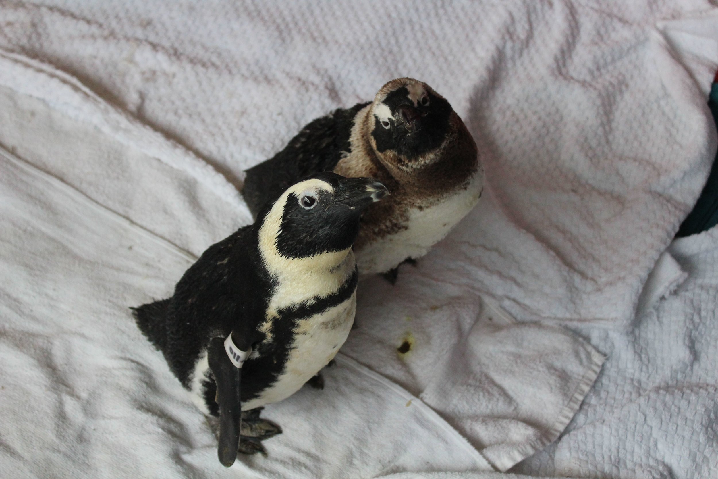 Saving seabirds, love affairs and pollution scares