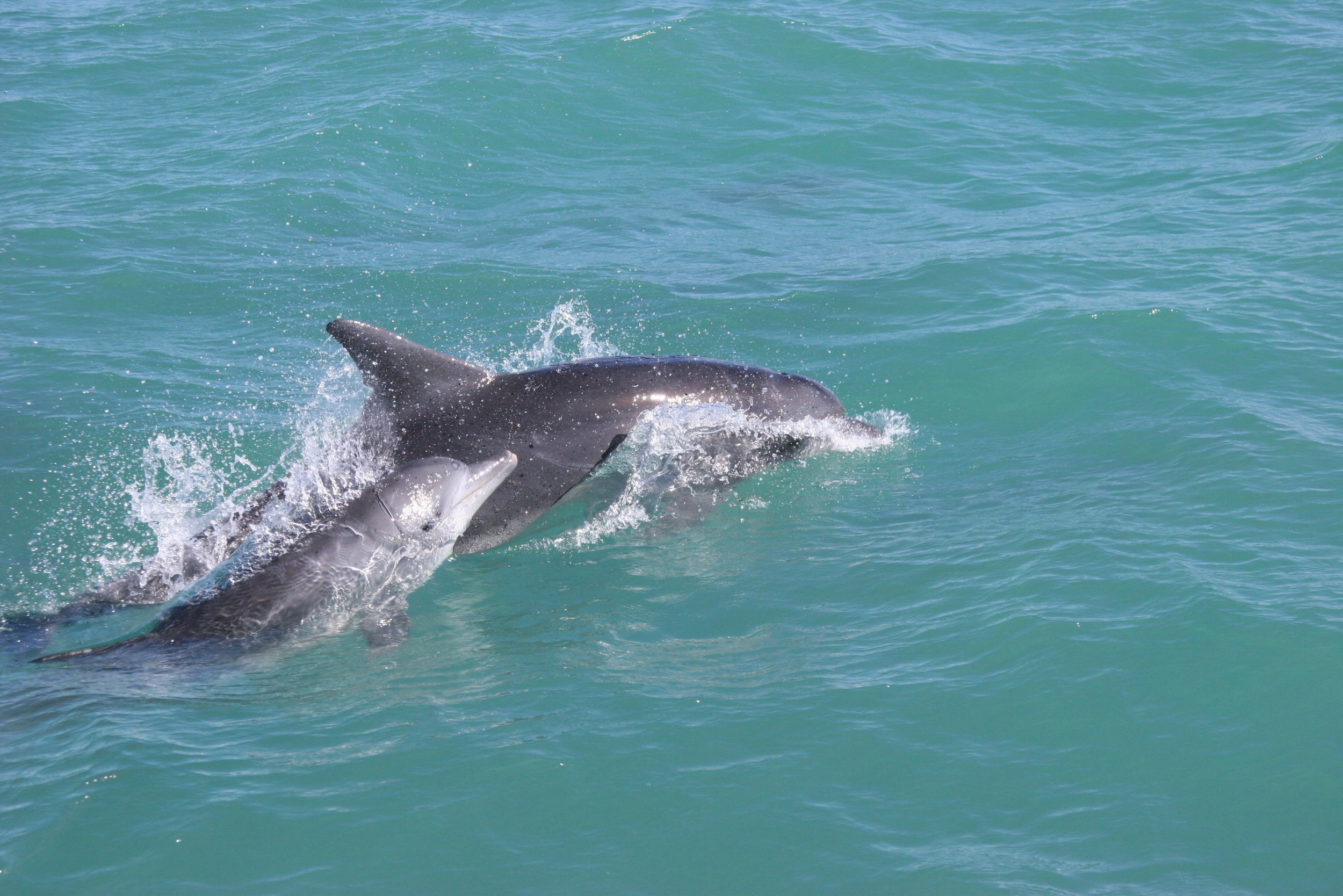 Dolphins2.jpg