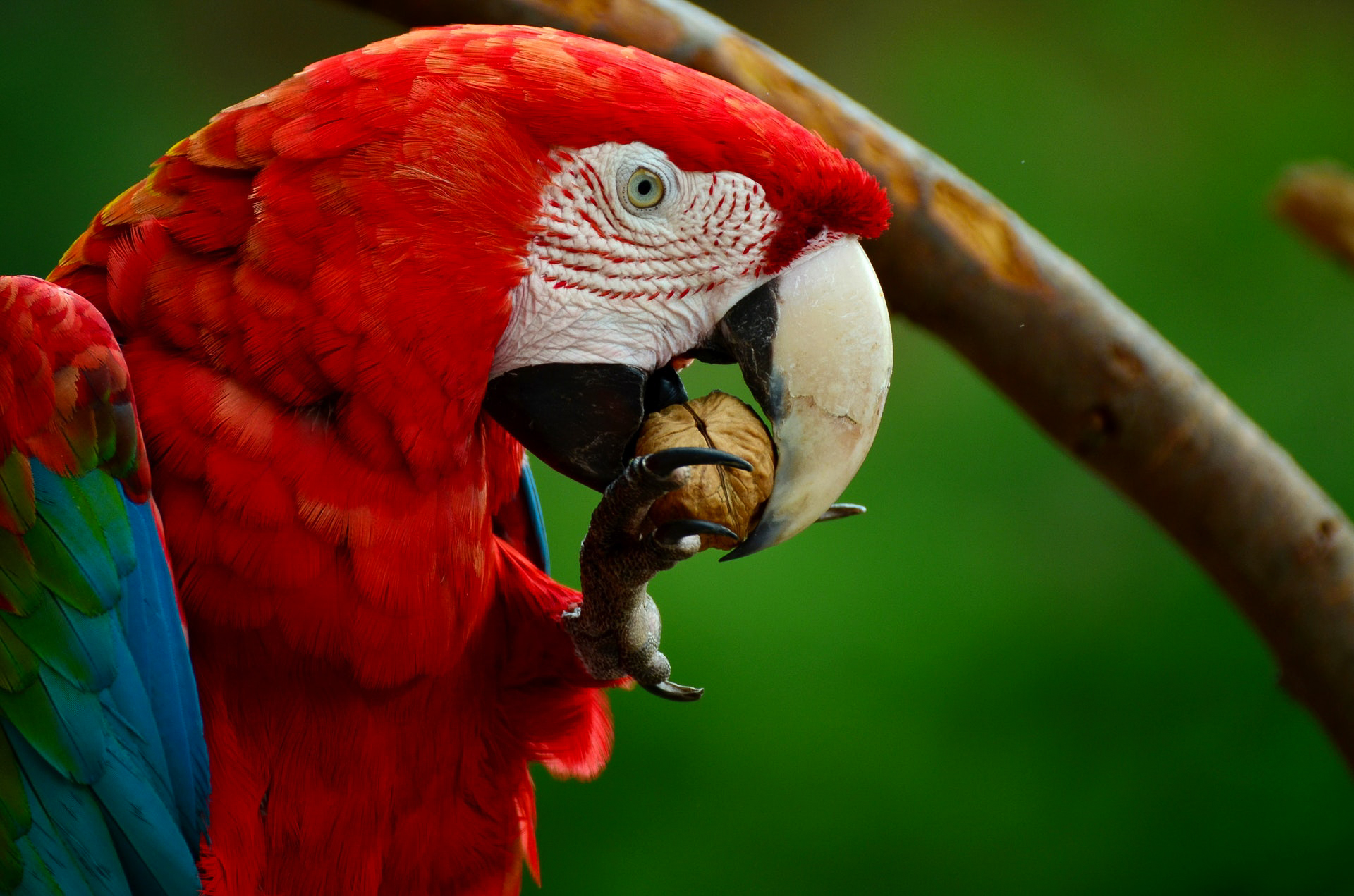 ara-parrot-scarlet-macaw-bird (2).JPG