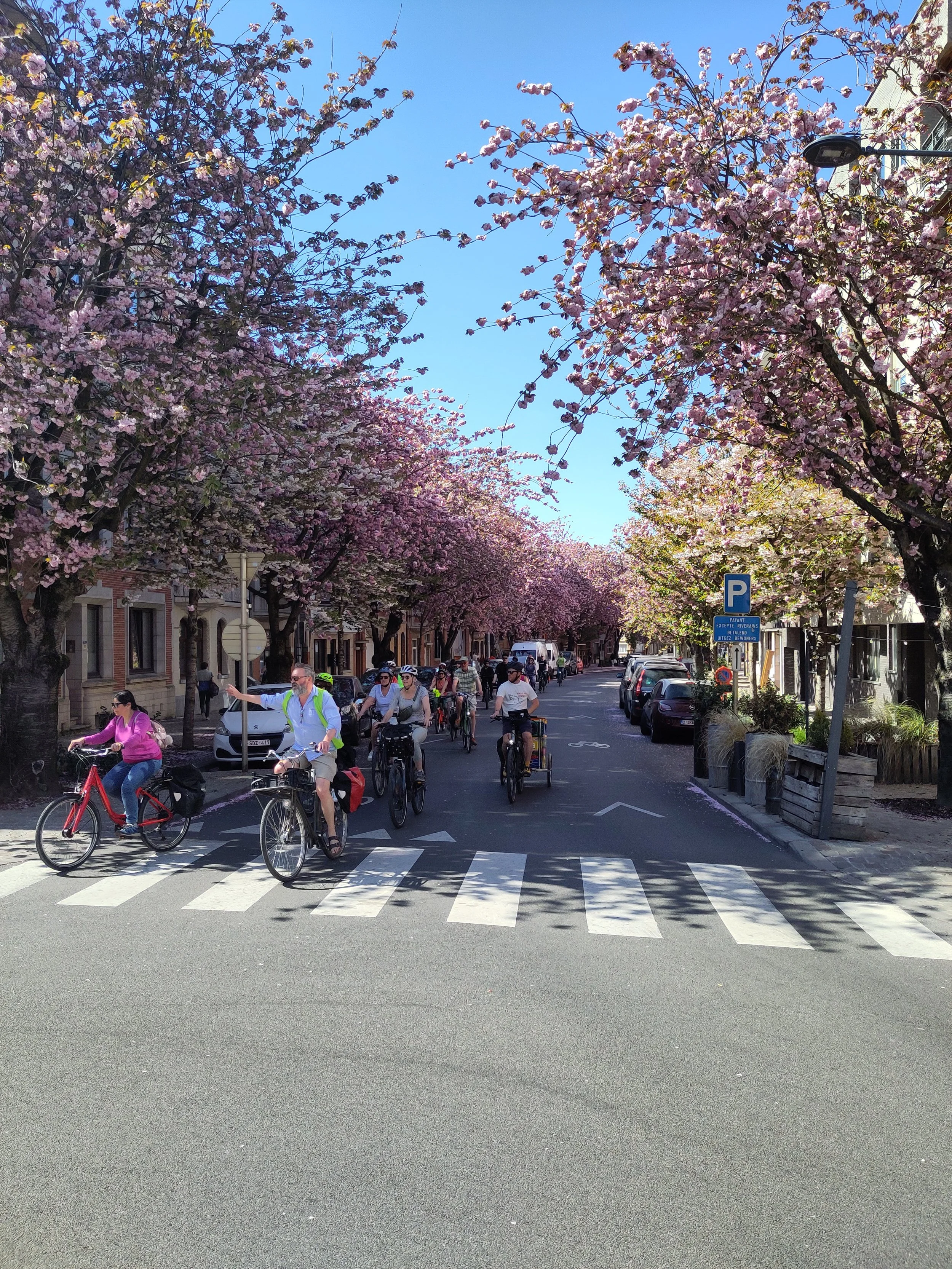 Cyclistes et arbres cerisiers en fleure à Bruxelles