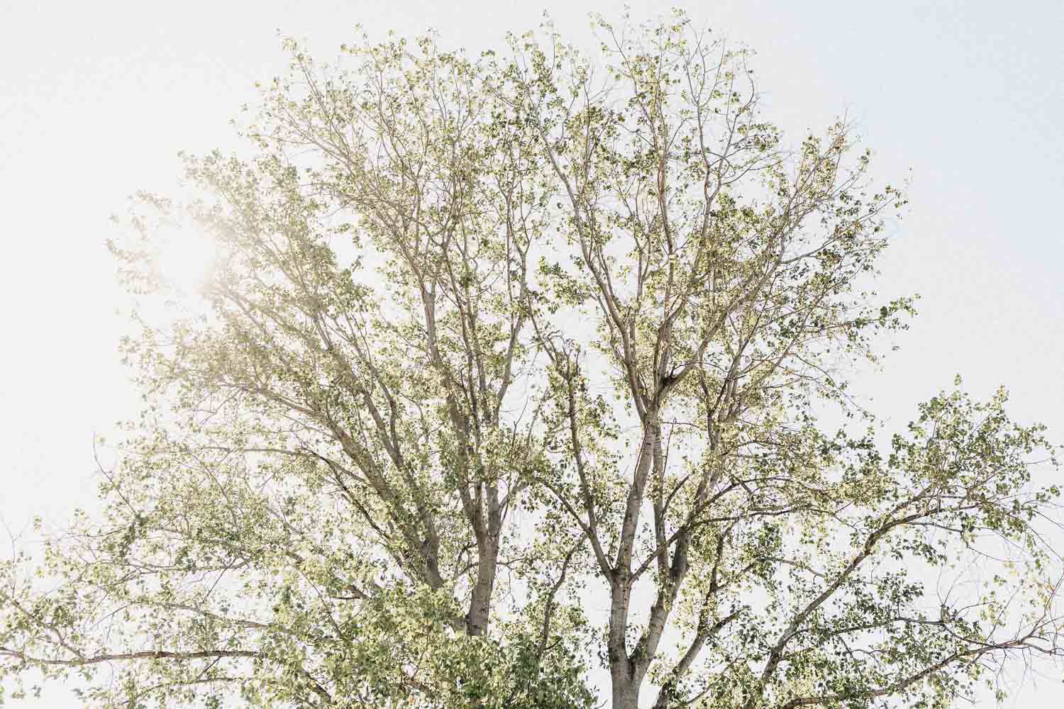 Dural Wedding | Photographed by Wazza Studio