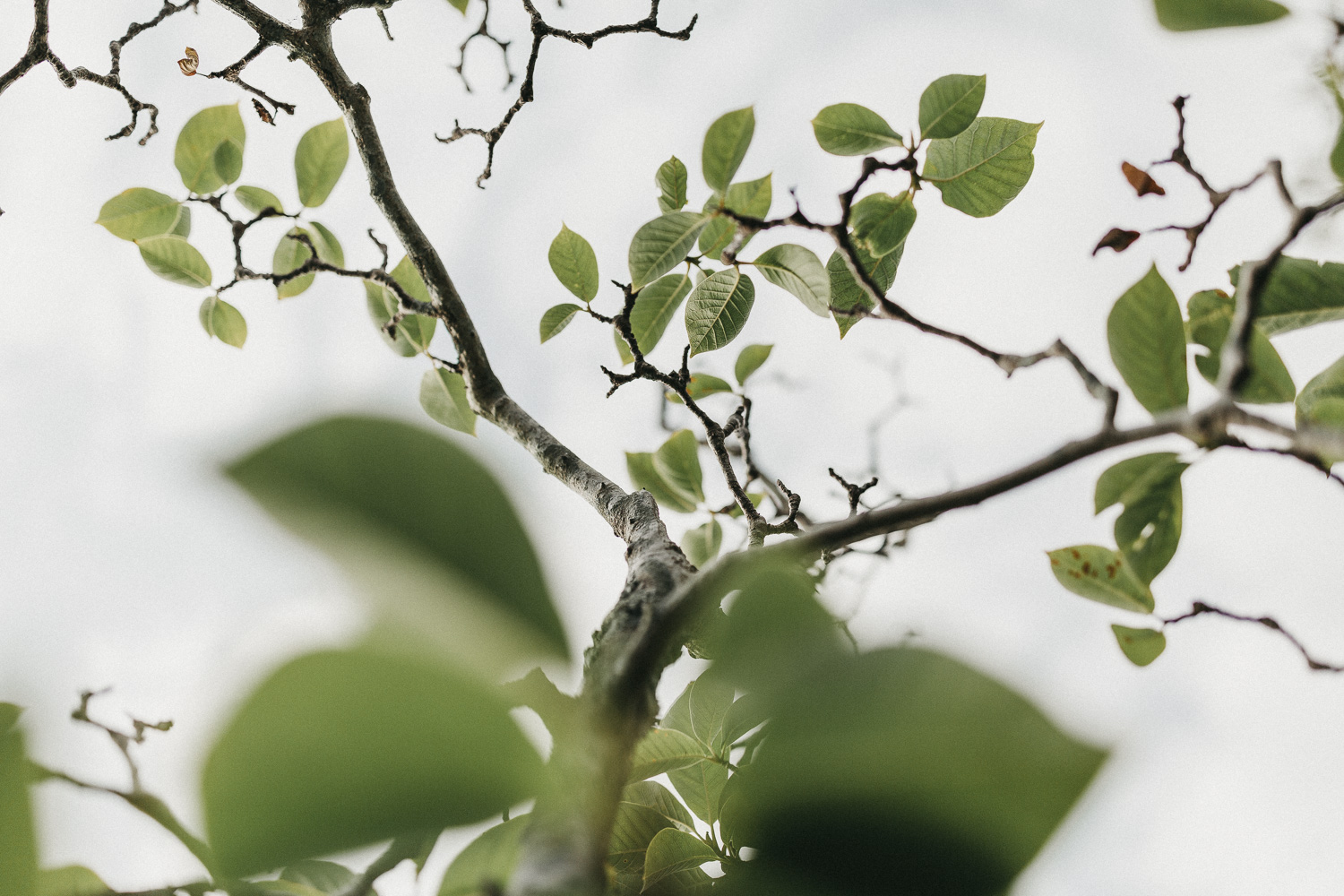 Kantara Central Coast Wedding