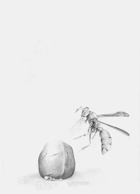 Paper Wasp / imaginature, pencil on paper 2012