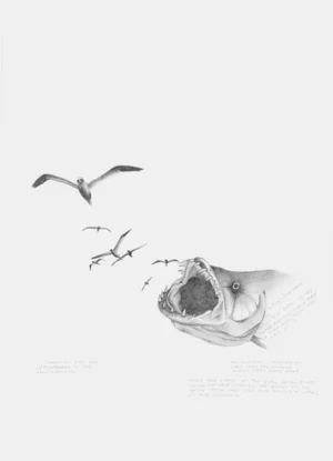 Mystery Fish (Imaginature Album Project)