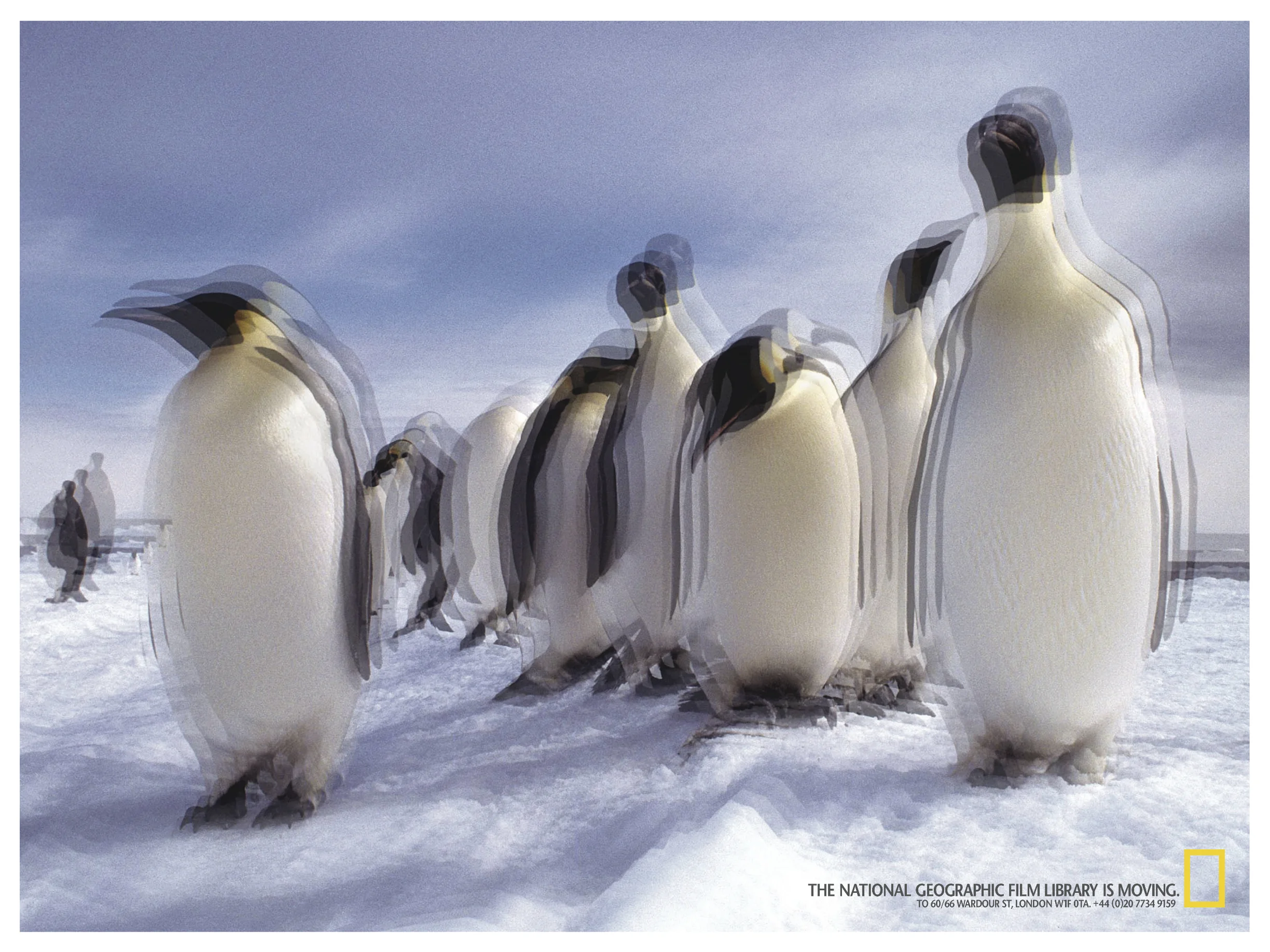 66-Portfolio-Natgeo-Penguins.jpg