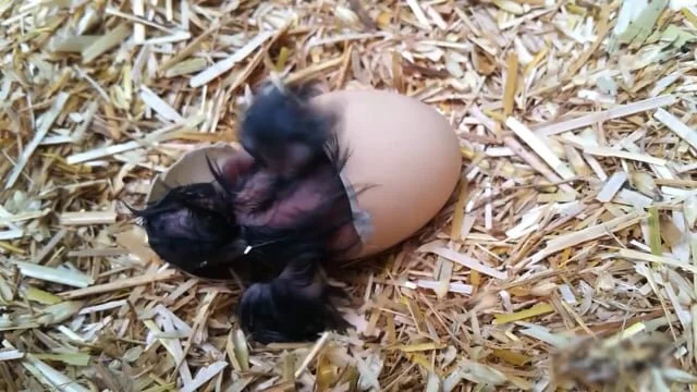 TURNING A MENU INTO A MOVIE - MAX'S - CASE FILM