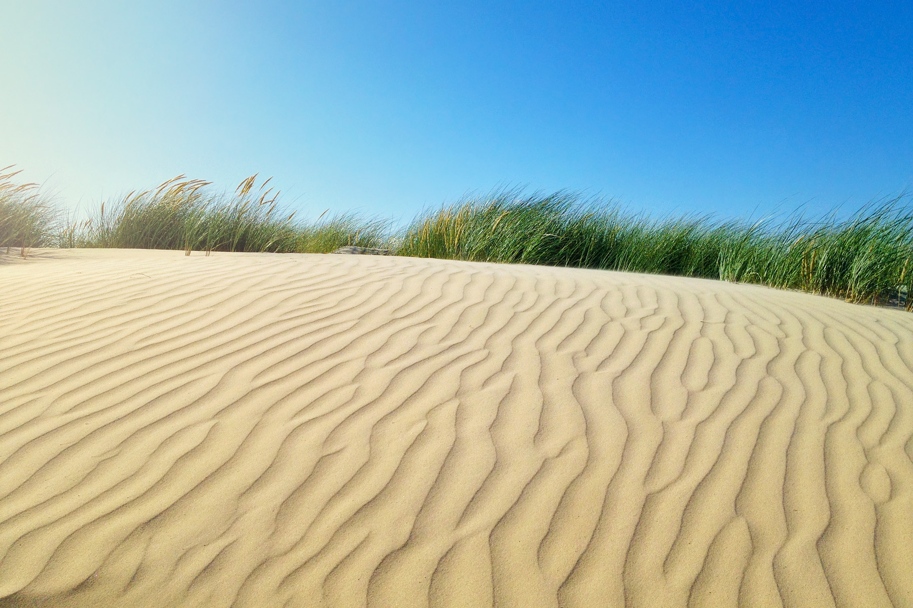 Sand Dunes, West Wittering, West Sussex