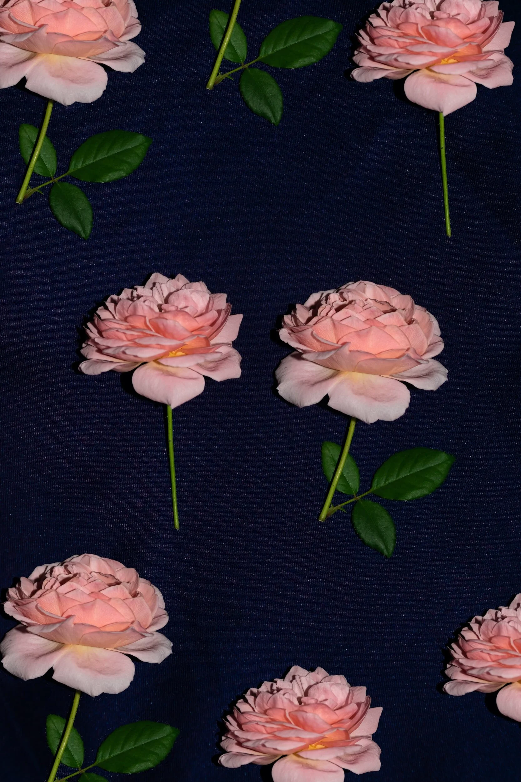 What is Love?  The Rose, the Fox, and the Little Prince