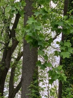 Fear and Life - La Peur et la Vie