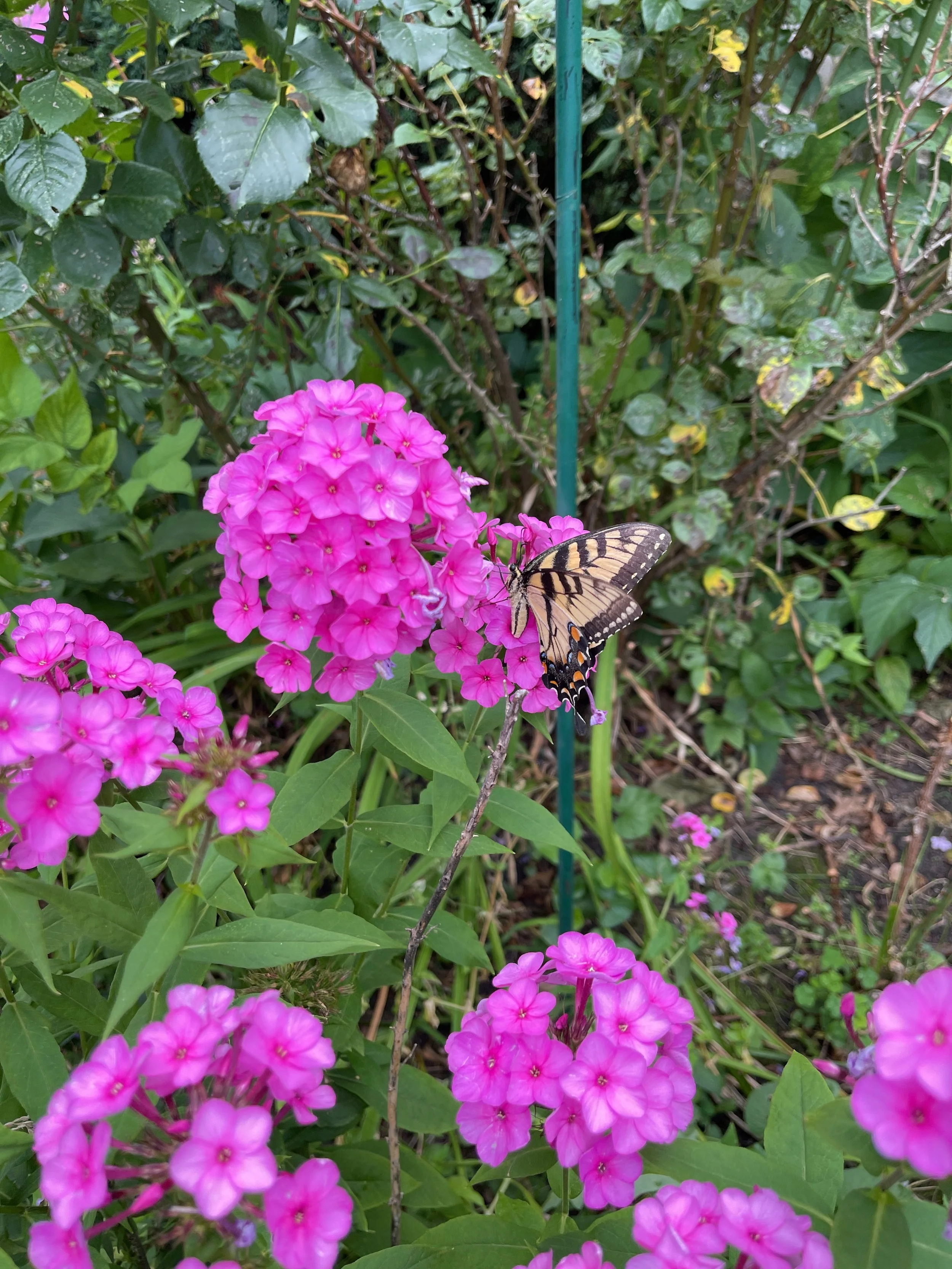 Patience, Copies, and Staples