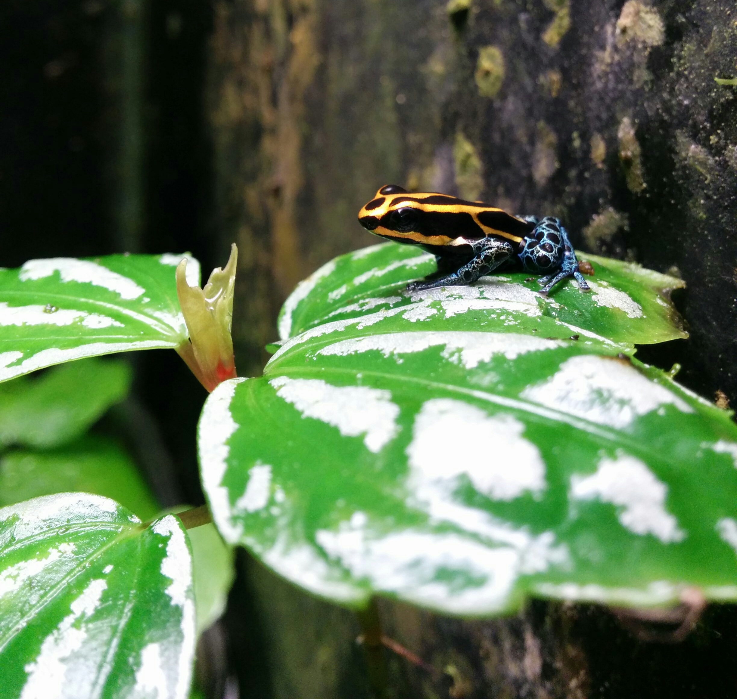 Iquitos - Understory