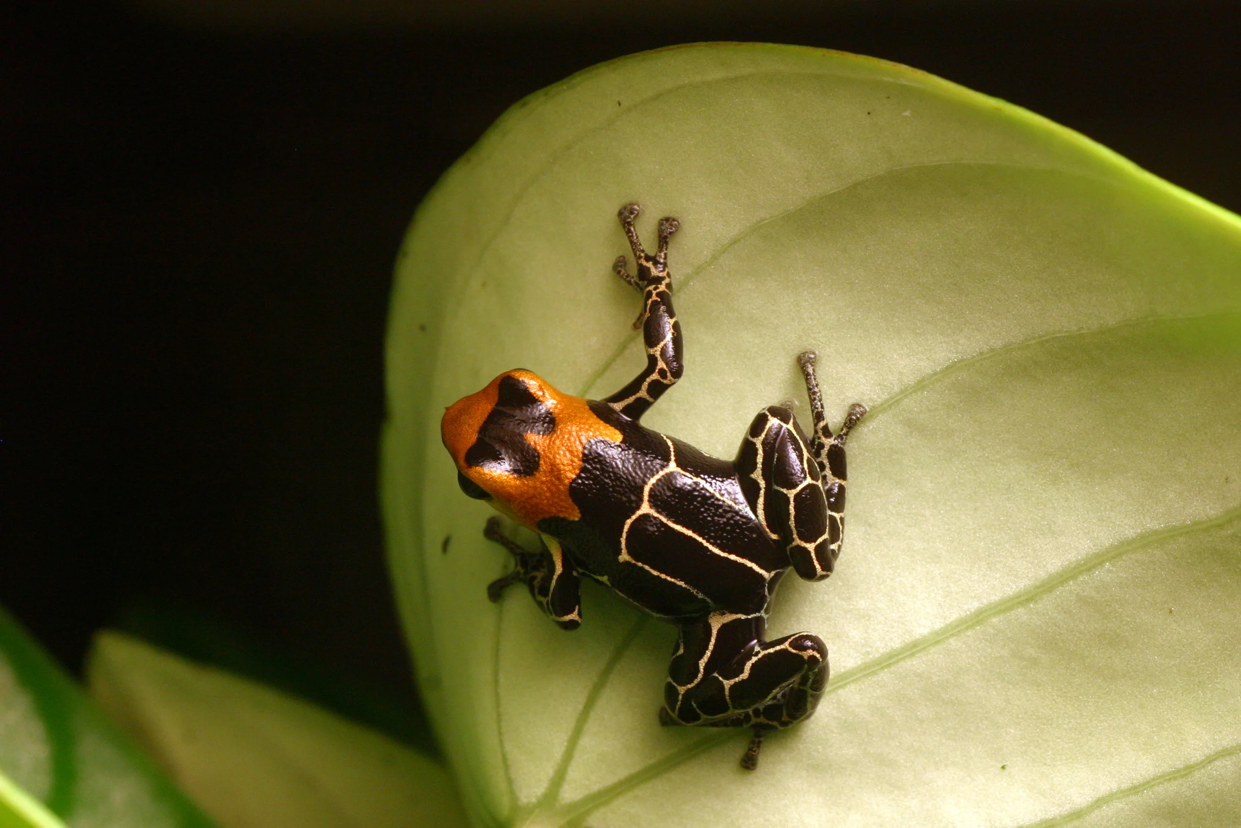 Ranitomeya fantastica — Ranitomeya