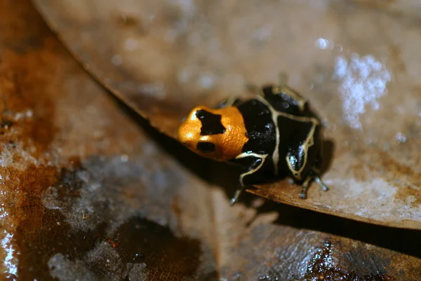 White Banded