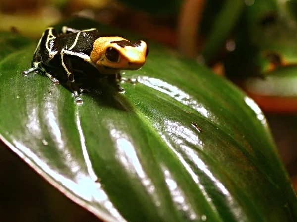 White Banded