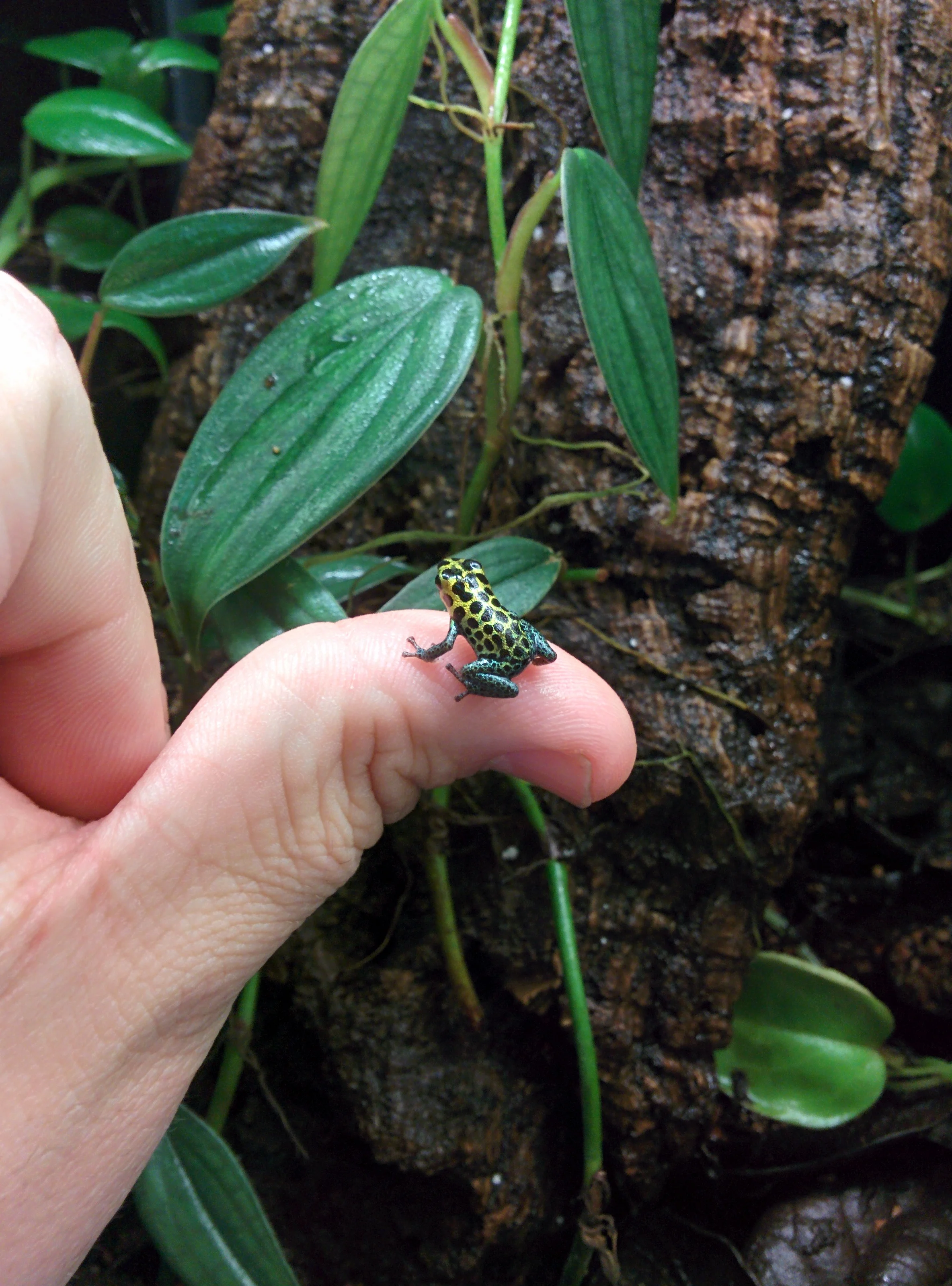 Tarapoto - Understory