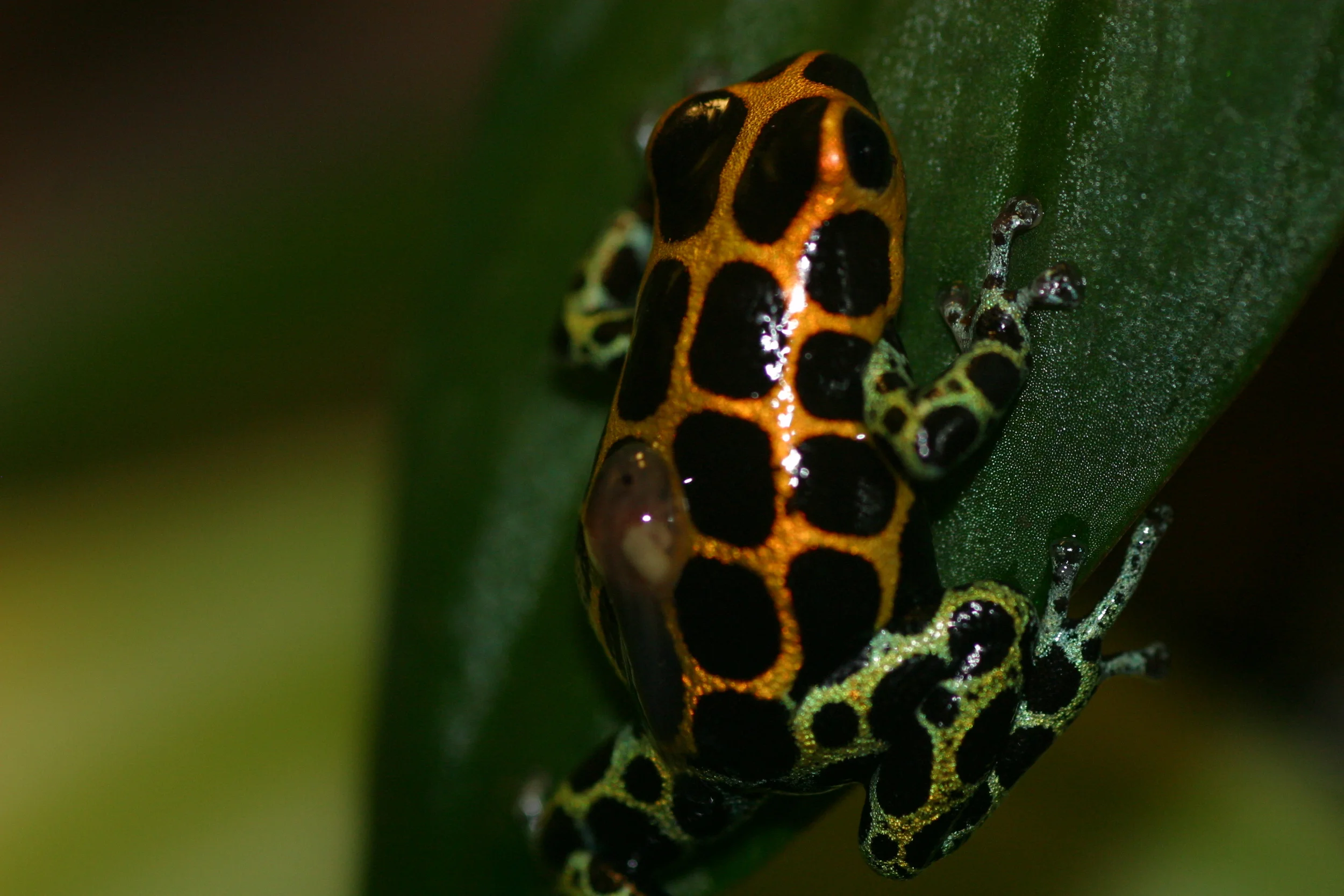 Tarapoto - Understory