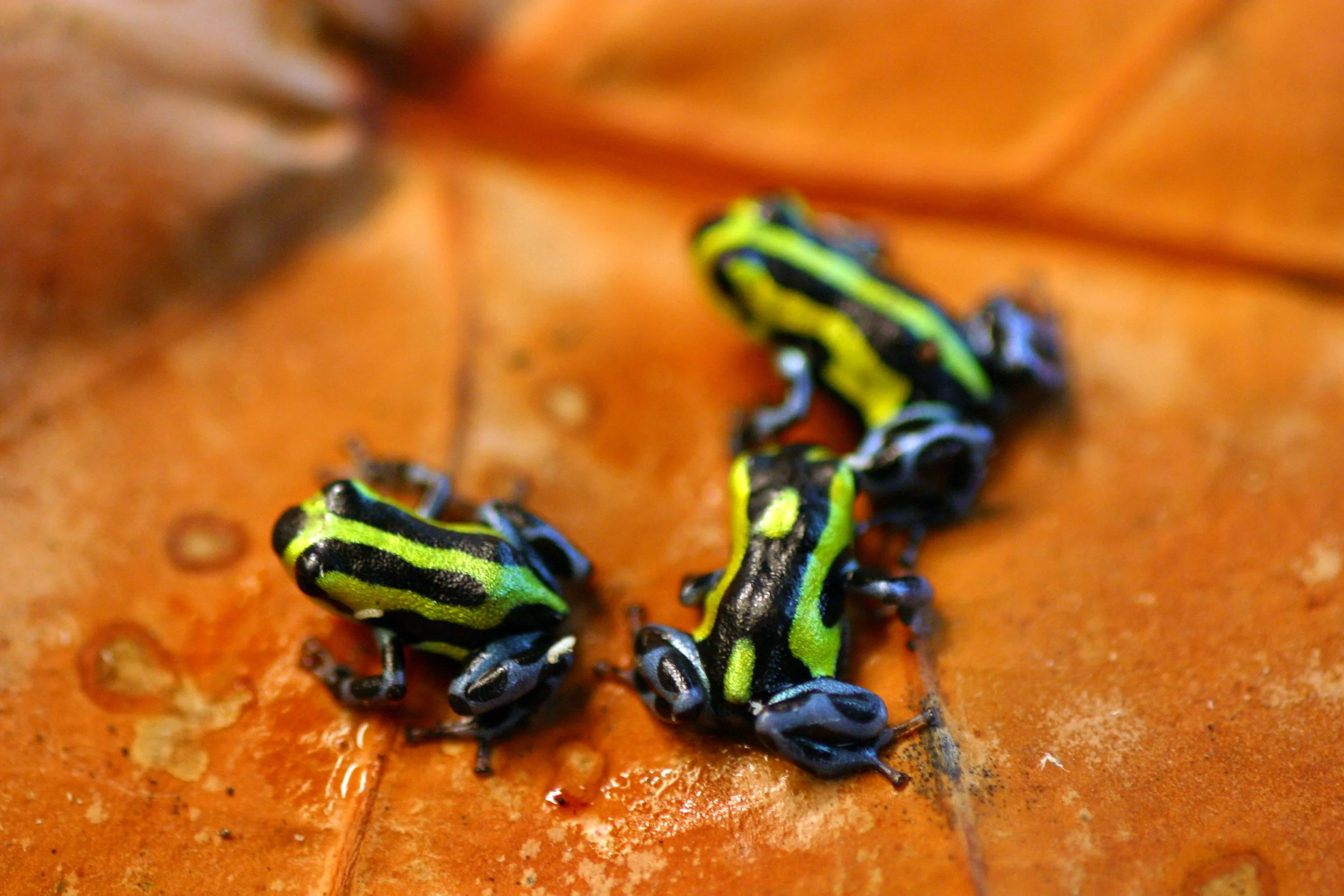 Highland - Tingo Maria